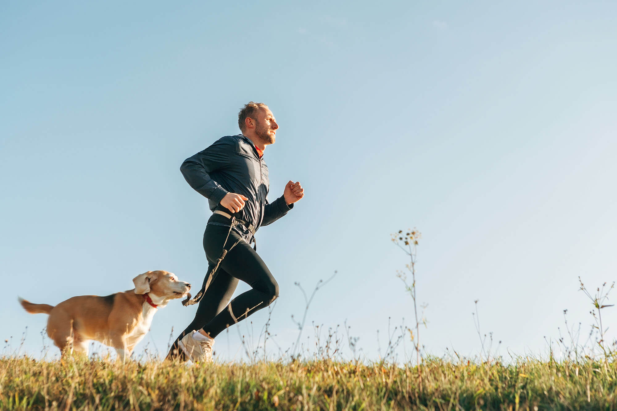 Man runs with his beagle dog